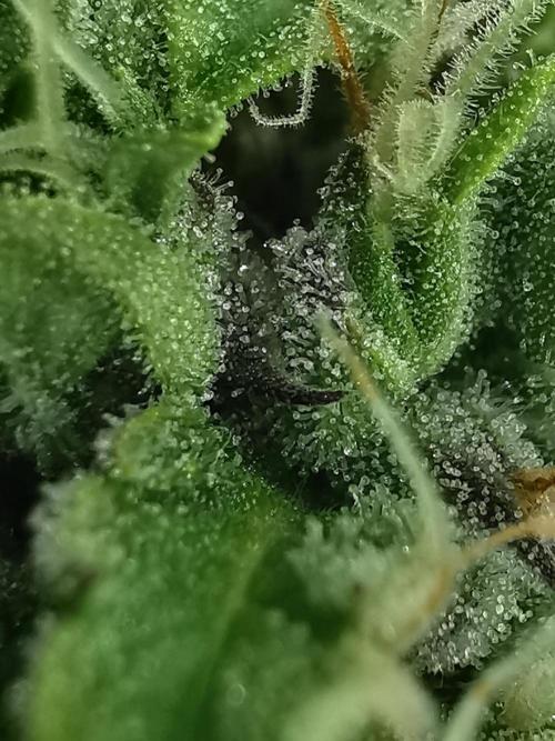 Northern Light auto/ FC-E4800/ 90x60x140. Week 9