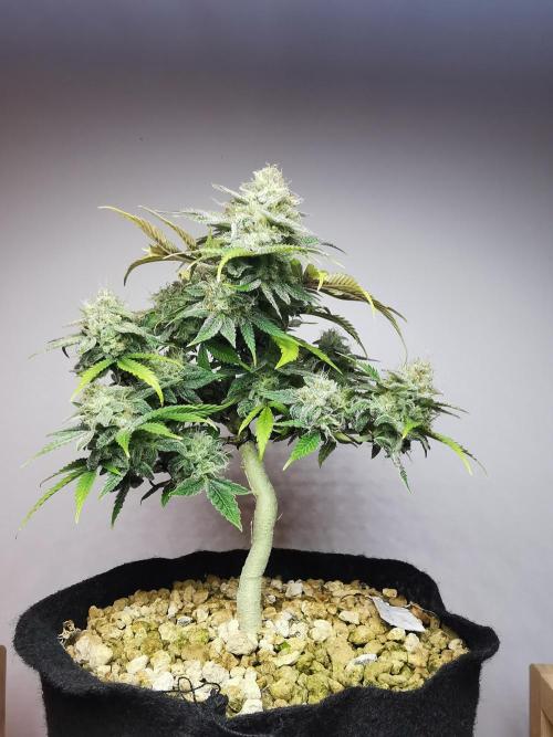 Fractal auto / FC-E4800 / 90x60x140. Week 9