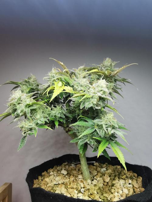 Fractal auto / FC-E4800 / 90x60x140. Week 9