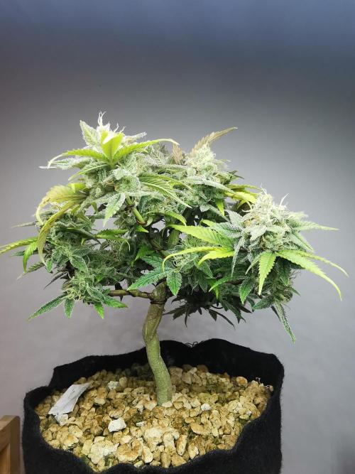 Fractal auto / FC-E4800 / 90x60x140. Week 9
