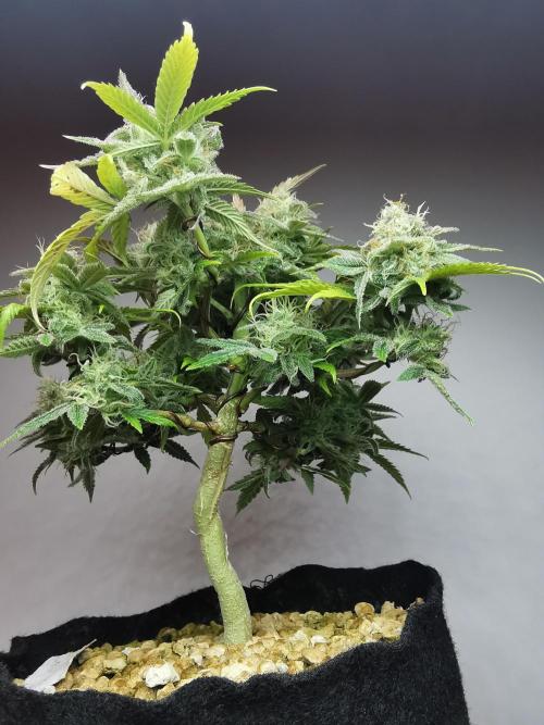 Fractal auto / FC-E4800 / 90x60x140. Week 9