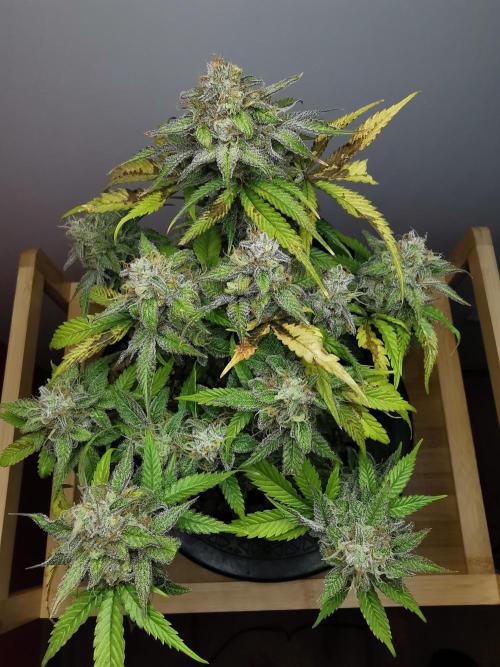 Fractal auto / FC-E4800 / 90x60x140. Week 9