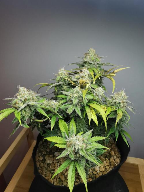 Fractal auto / FC-E4800 / 90x60x140. Week 9