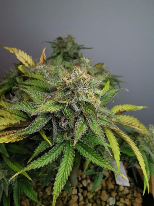 Fractal auto / FC-E4800 / 90x60x140. Week 9