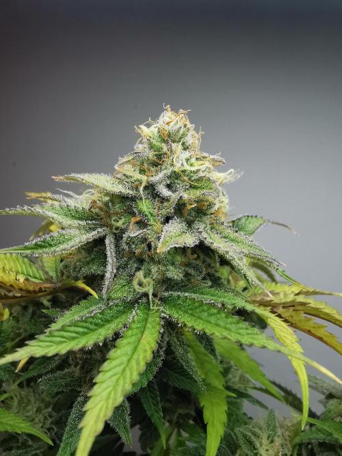 Fractal auto / FC-E4800 / 90x60x140. Week 9