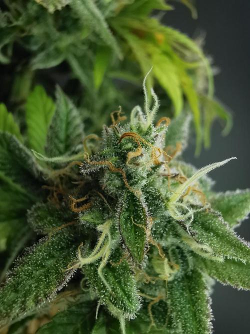 Fractal auto / FC-E4800 / 90x60x140. Week 9