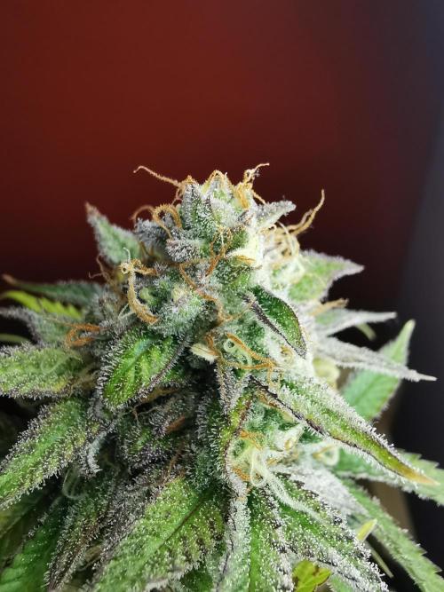 Fractal auto / FC-E4800 / 90x60x140. Week 9
