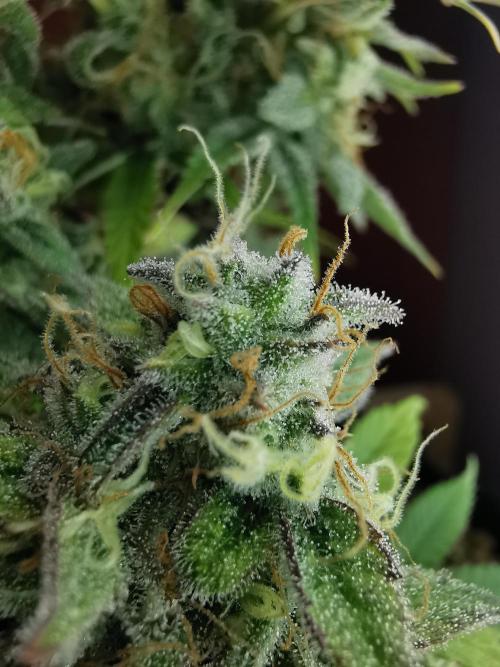 Fractal auto / FC-E4800 / 90x60x140. Week 9