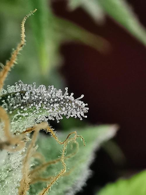 Fractal auto / FC-E4800 / 90x60x140. Week 9