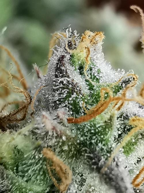Fractal auto / FC-E4800 / 90x60x140. Week 9