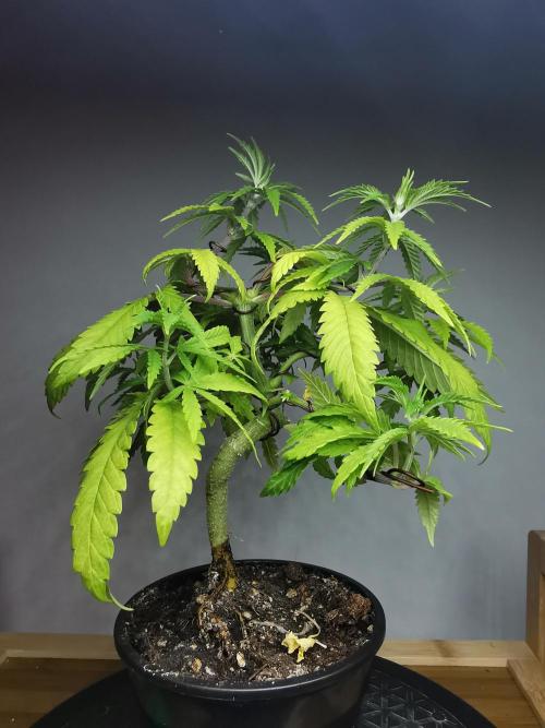 Tropical Spritzer 1 /FC-E4800 /90x60x140. Week 7