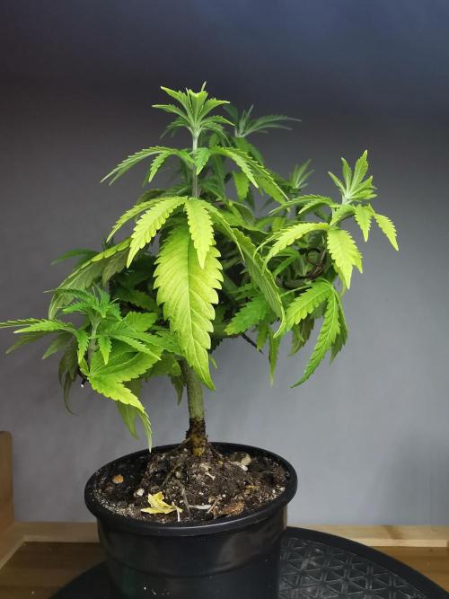 Tropical Spritzer 1 /FC-E4800 /90x60x140. Week 7