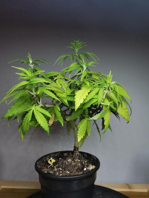 Tropical Spritzer 1 /FC-E4800 /90x60x140. Week 7