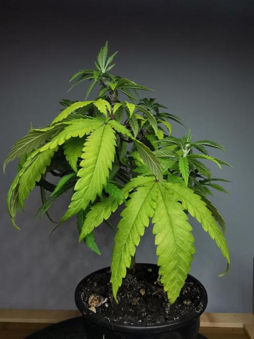 Tropical Spritzer 1 /FC-E4800 /90x60x140. Week 7