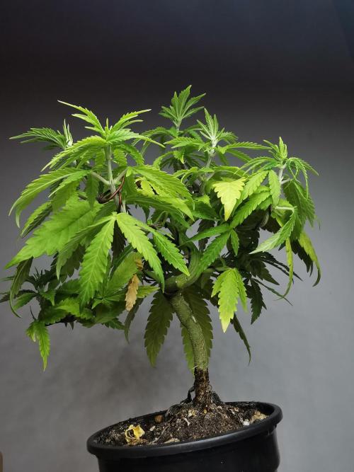 Tropical Spritzer 1 /FC-E4800 /90x60x140. Week 7