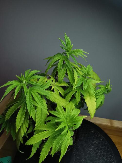 Tropical Spritzer 1 /FC-E4800 /90x60x140. Week 7