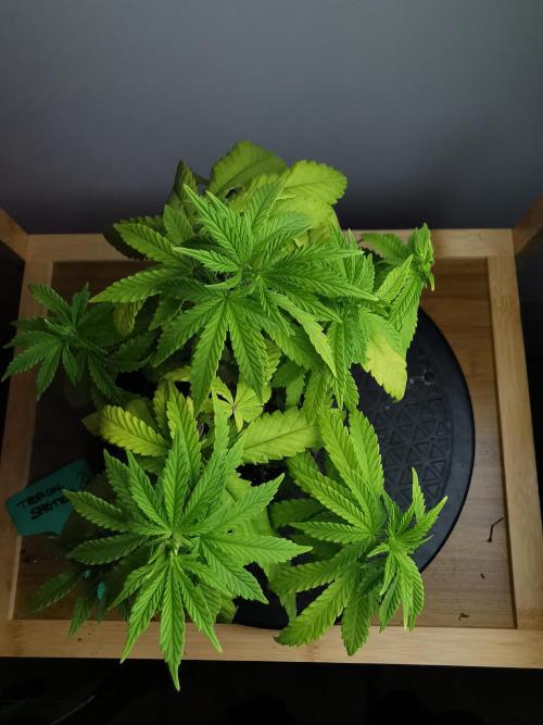 Tropical Spritzer 1 /FC-E4800 /90x60x140. Week 7