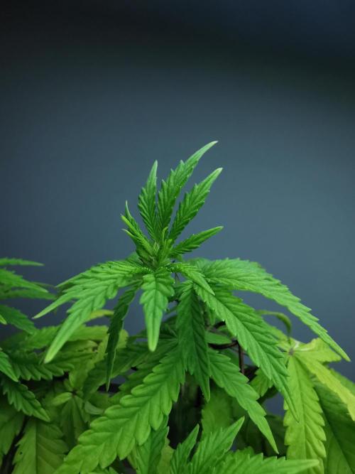 Tropical Spritzer 1 /FC-E4800 /90x60x140. Week 7