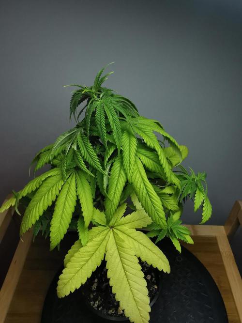 Frappe Late Z  1 / FC-E4800 / 90x60x140. Week 7