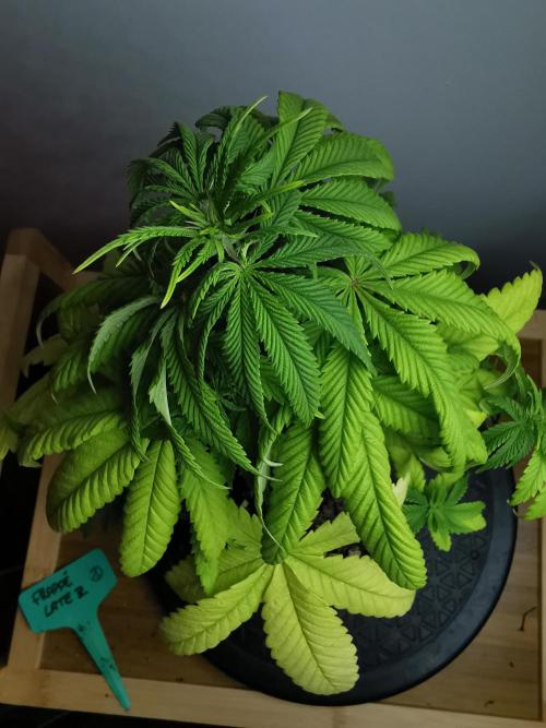 Frappe Late Z  1 / FC-E4800 / 90x60x140. Week 7