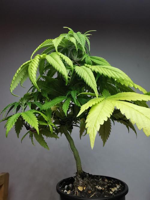 Frappe Late Z  1 / FC-E4800 / 90x60x140. Week 7