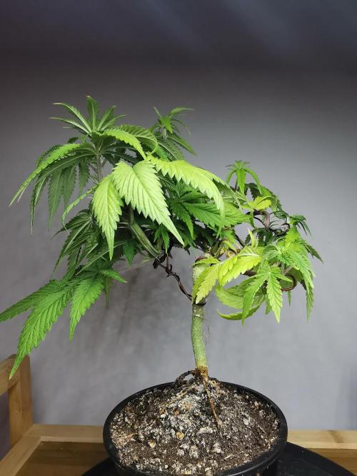 Frappe Late Z  2 / FC-E4800 / 90x60x140. Week 7