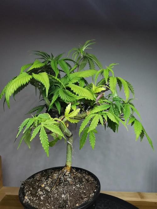 Frappe Late Z  2 / FC-E4800 / 90x60x140. Week 7