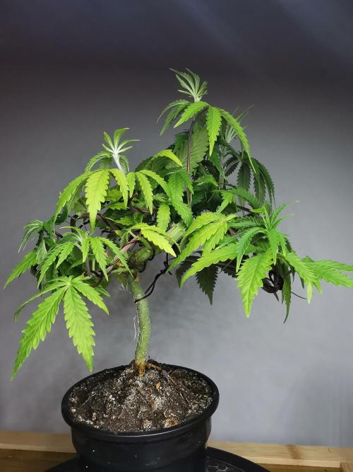 Frappe Late Z  2 / FC-E4800 / 90x60x140. Week 7
