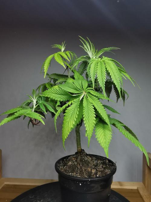 Frappe Late Z  2 / FC-E4800 / 90x60x140. Week 7