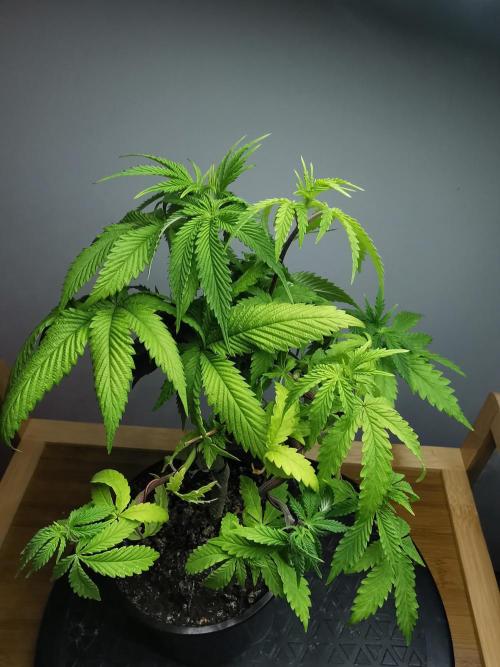 Frappe Late Z  2 / FC-E4800 / 90x60x140. Week 7