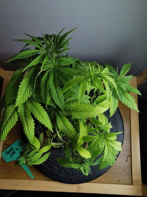 Frappe Late Z  2 / FC-E4800 / 90x60x140. Week 7