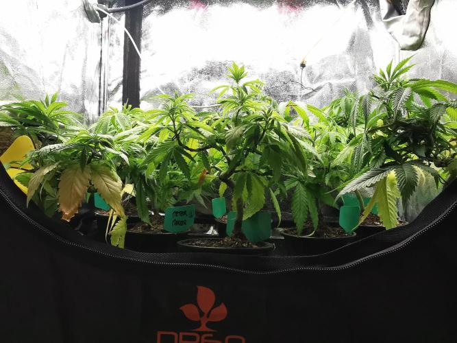 Frappe Late Z  2 / FC-E4800 / 90x60x140. Week 7