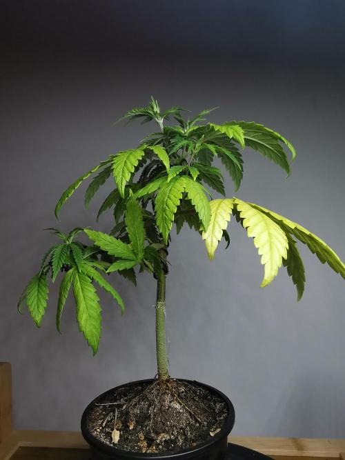 Frappe Late Z  3 / FC-E4800 /90x60x140. Week 7