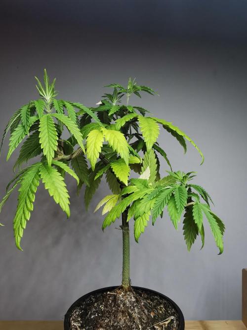 Frappe Late Z  3 / FC-E4800 /90x60x140. Week 7