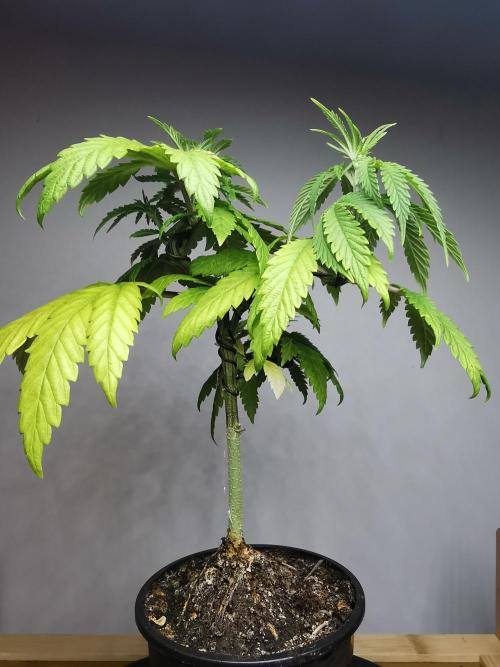 Frappe Late Z  3 / FC-E4800 /90x60x140. Week 7