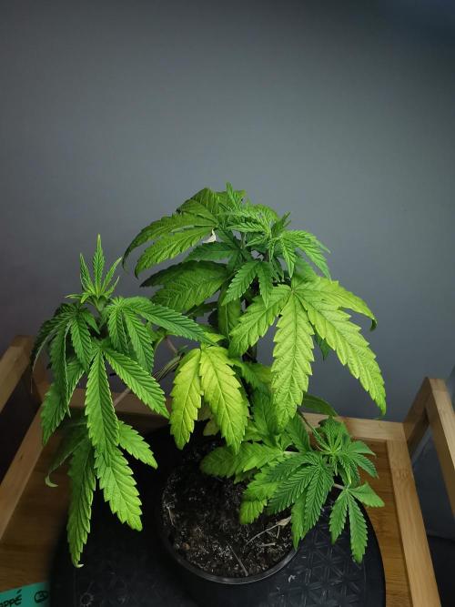 Frappe Late Z  3 / FC-E4800 /90x60x140. Week 7