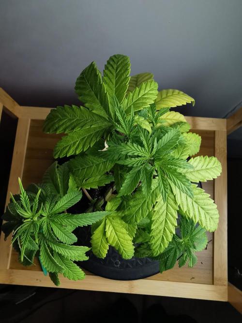 Frappe Late Z  3 / FC-E4800 /90x60x140. Week 7