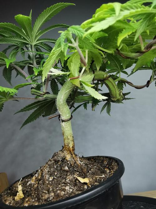 Frappe Late Z  4 / FC-E4800 / 90x60x140. Week 7