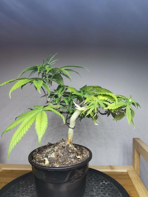 Frappe Late Z  4 / FC-E4800 / 90x60x140. Week 7