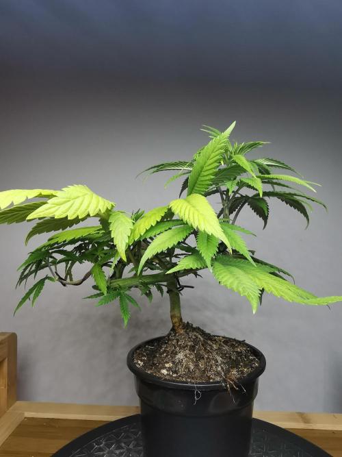 Frappe Late Z  4 / FC-E4800 / 90x60x140. Week 7