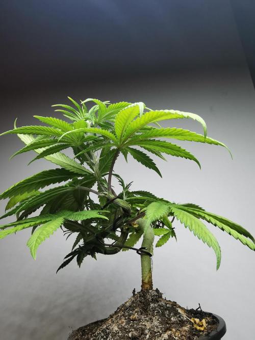 Frappe Late Z  4 / FC-E4800 / 90x60x140. Week 7