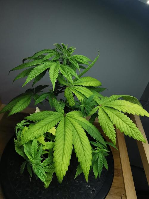 Frappe Late Z  4 / FC-E4800 / 90x60x140. Week 7