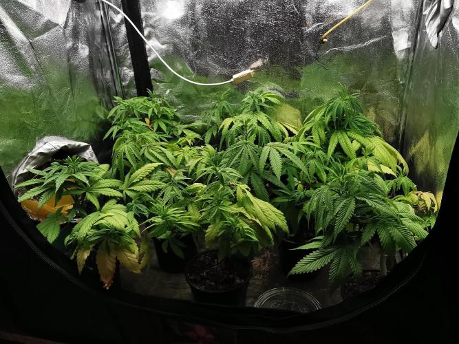 Frappe Late Z  4 / FC-E4800 / 90x60x140. Week 7