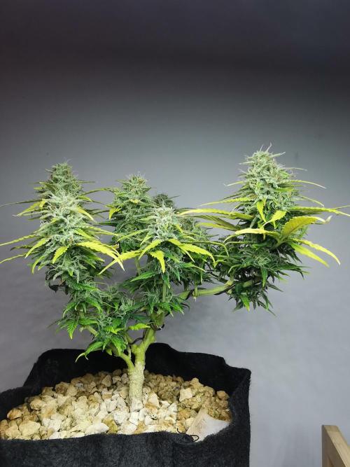 Apple Betty auto / FC-E4800 / 90x60x140. Week 10