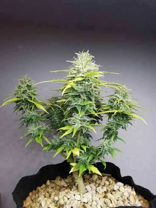 Apple Betty auto / FC-E4800 / 90x60x140. Week 10