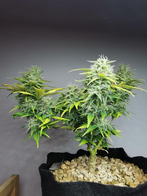 Apple Betty auto / FC-E4800 / 90x60x140. Week 10