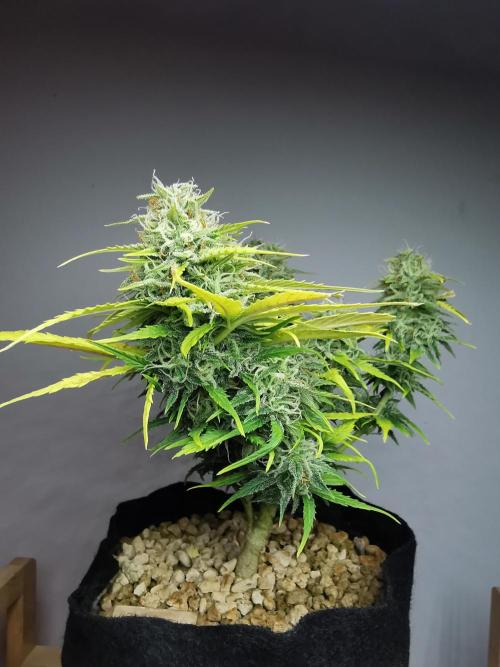 Apple Betty auto / FC-E4800 / 90x60x140. Week 10
