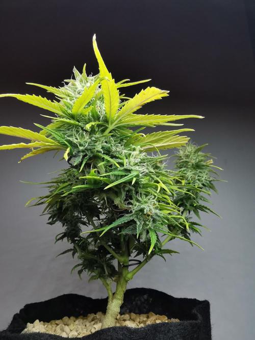Apple Betty auto / FC-E4800 / 90x60x140. Week 10