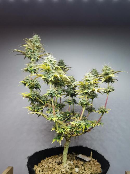 Big Demon auto / FC-E4800 / 90x60x140. Week 10