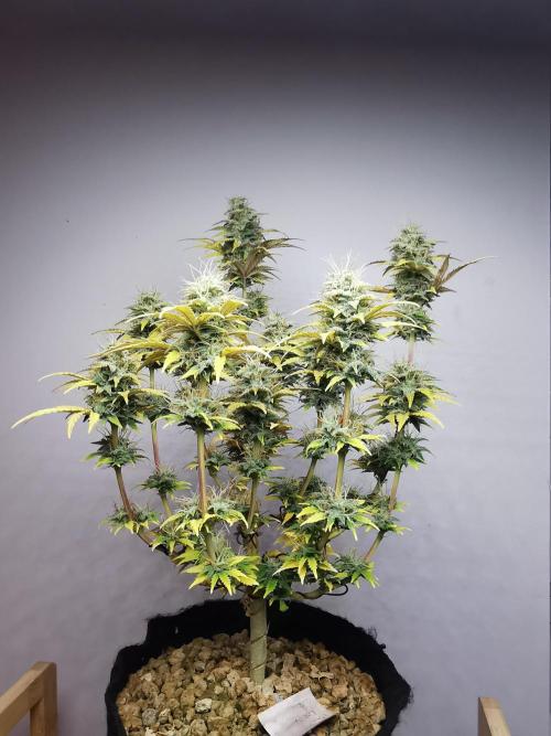 Big Demon auto / FC-E4800 / 90x60x140. Week 10